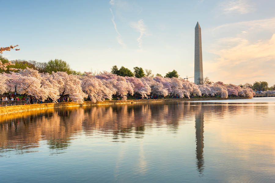 Who We Are - Washington DC in Spring with Cherry Blossoms, River and Monument in the Background